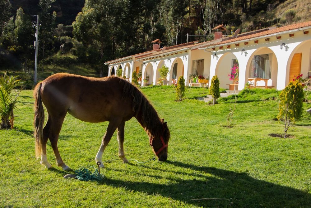 Fundo Alma Andina Caballos Huancayo Jauja